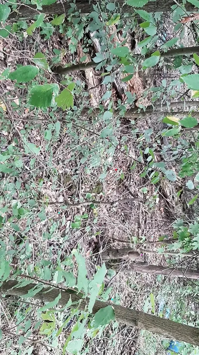 We fuck in the woods so no one knows we're lesbians