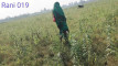 Pregled videozapisa