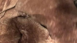 Beaver Fox und Nerzfell und der perfekte Strich