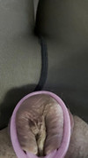 Pregled videozapisa