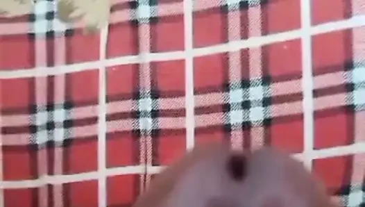 Sudanes cock