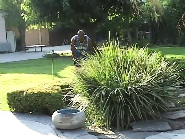 Black slut in bikini gets her cunt pounded outdoors