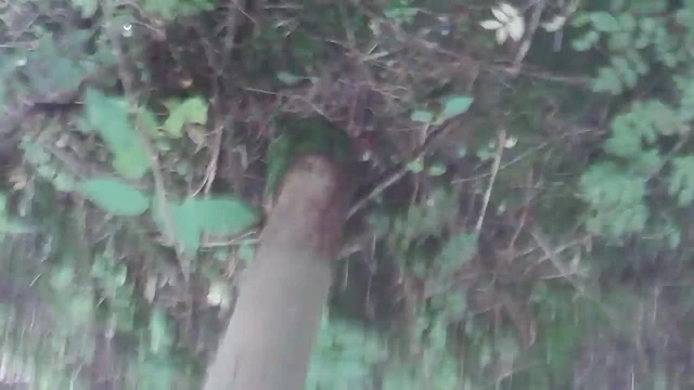 wanking in the woods