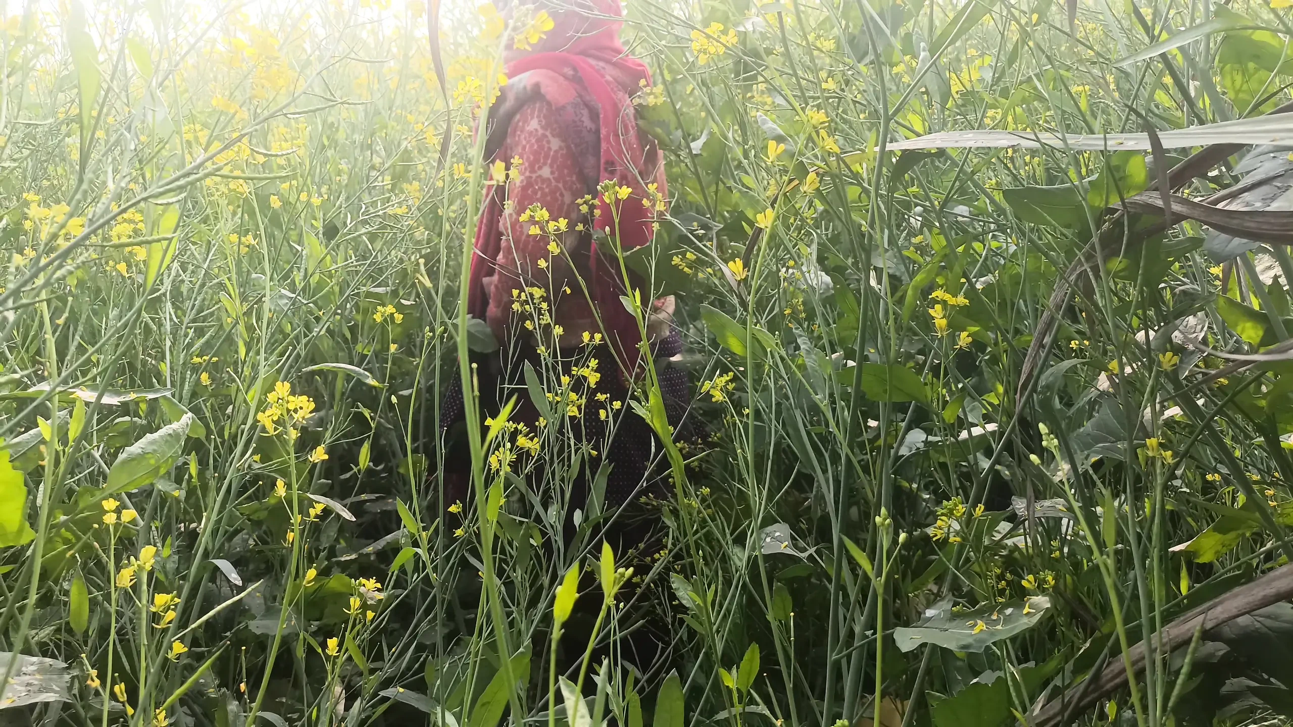 First time jungal me mangal xxx video