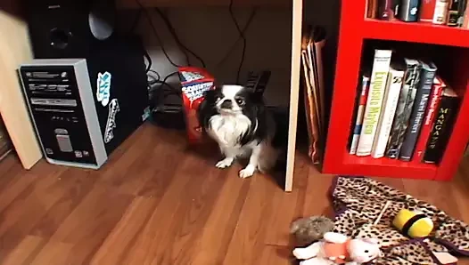 Едва достигшая возраста Jessica Valentino трахает возбужденную девушку