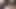 Dev kalın horoz üzerinde web kamerası