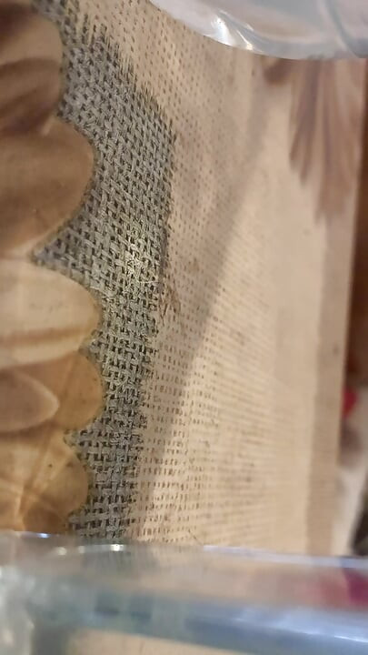 Kaus kaki jala merah