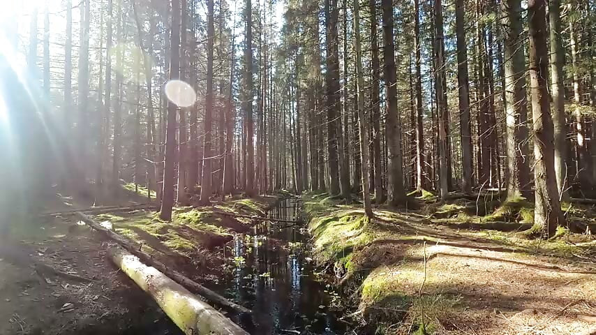 nature 2 video