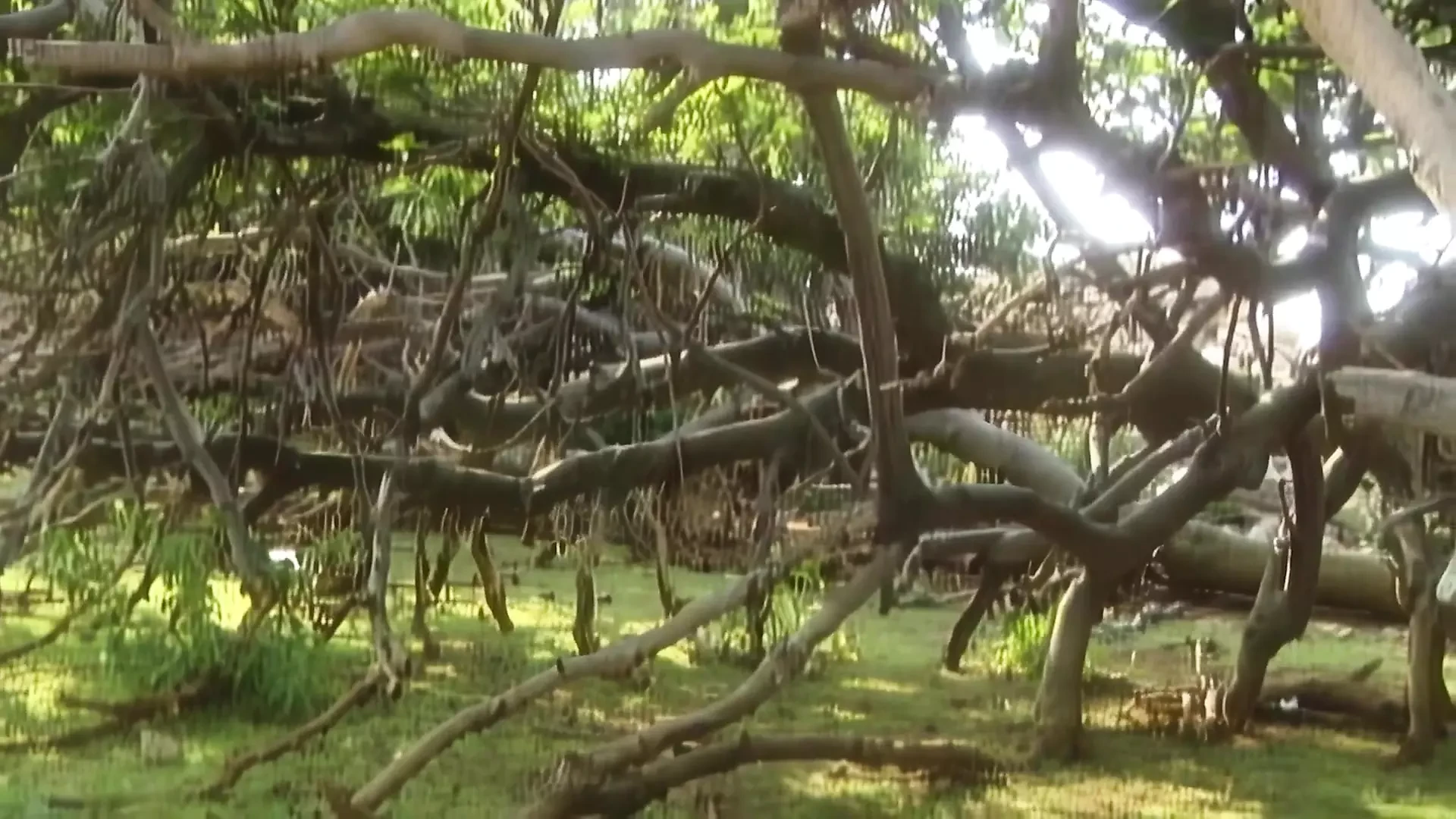 In the Realm of the Amazons - Full Movie