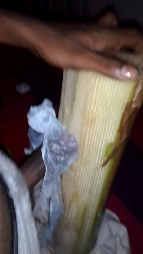 Banana tree holding dicky