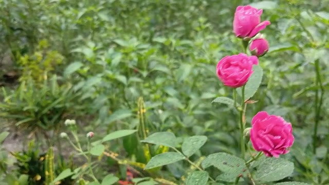 农村热辣男孩和女孩性爱故事孟加拉语