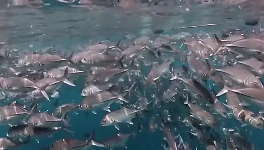 Bermain di Laut
