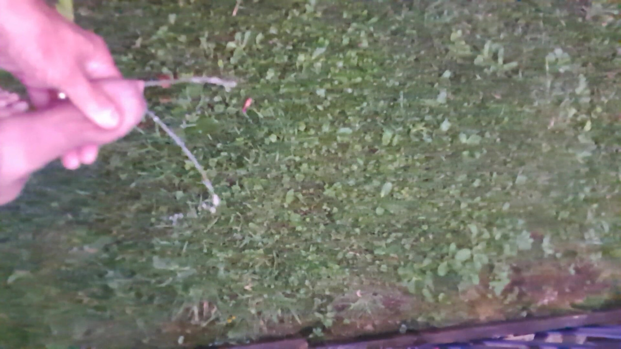 Pissing in the garden