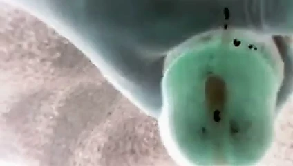 beni cuming