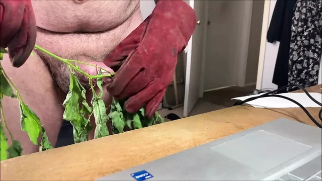 Stinging Nettles CBT, Stinging Nettles, CBT, Stinging Nettles on Cock, Stinging Nettles on Balls