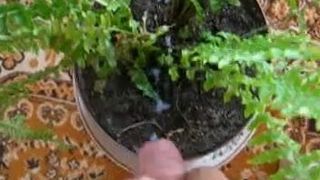 Pancutan air mani ke dalam houseplant 2