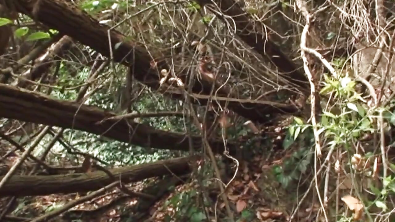 男性肌肉男孩在巡游森林里啪