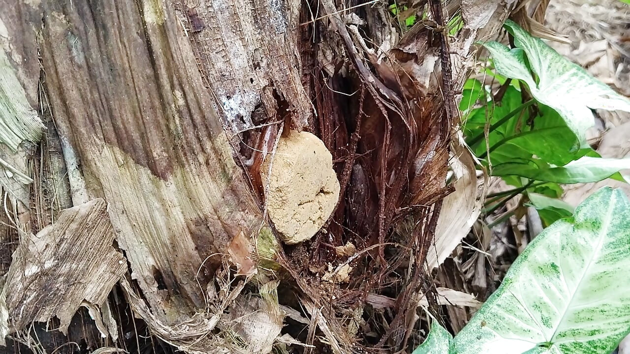 Banana Tree with a Dirt Dildo