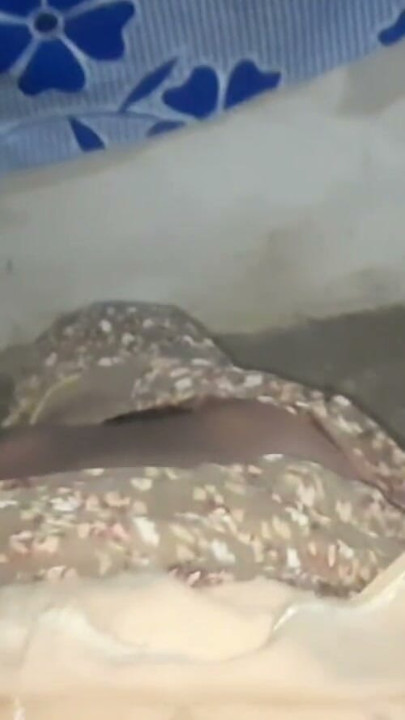 Beautiful desi bhabhi inserted the brother-in-law's thick cock in her fat ass after sucking the lad in her mouth, riding the lode, sister-in-law sat on the loda. | Clip 1