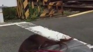 सड़क के किनारे गड़बड़ कुत्ते शैली, जबकि एक ट्रेन गुजरती है