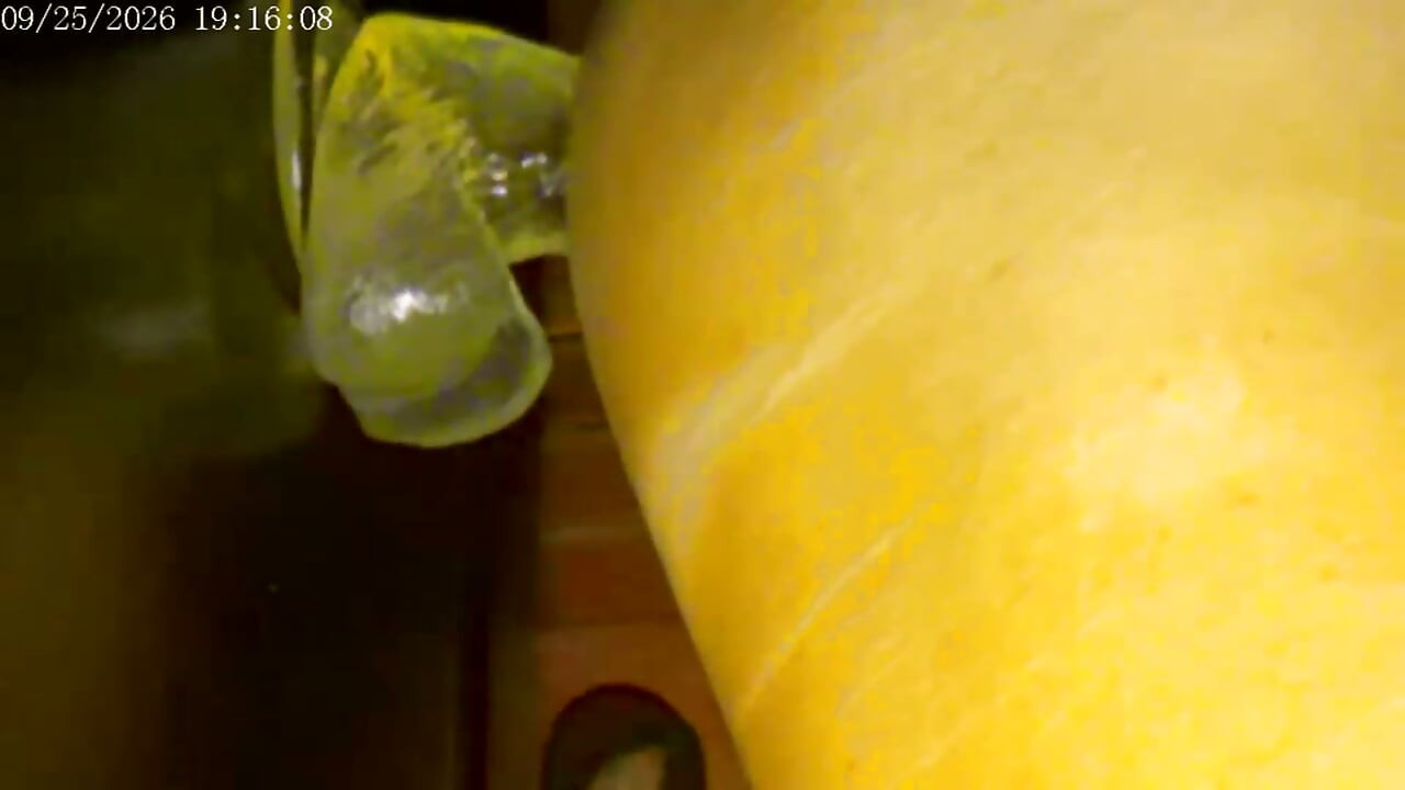 9-25-26 Cam 2 Compilation Friday Friends Day Toy Ride Thank You for Driving My Ranking and Revenue Love to You All.