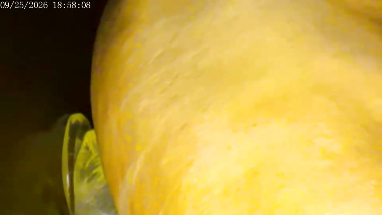 9-25-26 Cam 2 Compilation Friday Friends Day Toy Ride Thank You for Driving My Ranking and Revenue Love to You All.