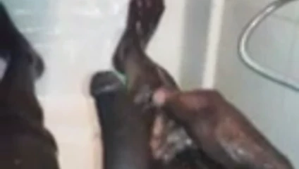 benim büyük horoz