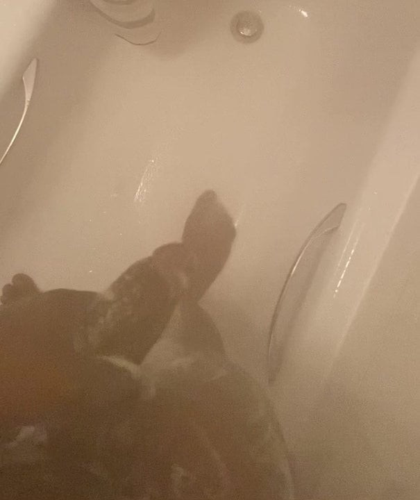 Shower dick