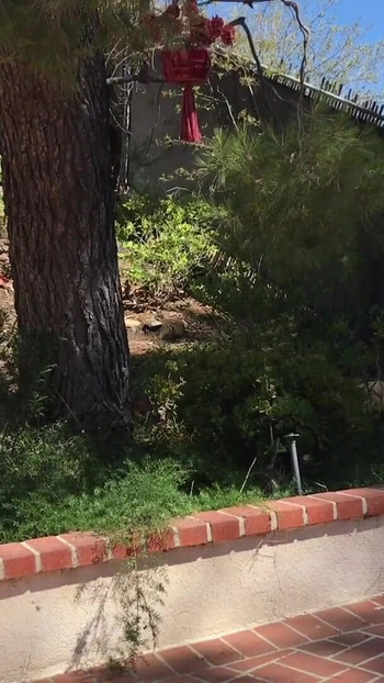 Stunning moment from "MILF in the yard fuck peeping neighbor"