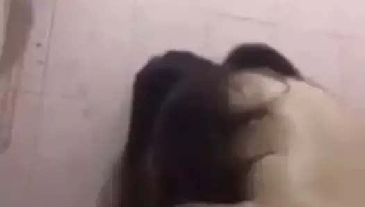 Hombre iraquí follando a su esposa en la ducha