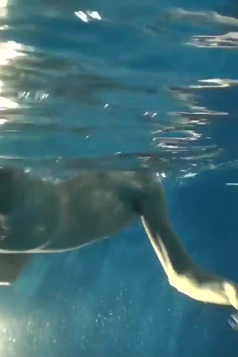 Video độc quyền bareback: làm tình ở hồ bơi nóng bỏng với trai đẹp và những chàng trai hứng tình gợi cảm