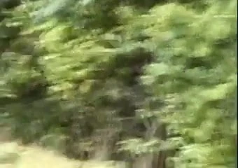 daytime in the woods