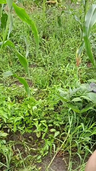 desi ladki ko jungle mein lagakar chudai ki Village girl Fucks Outside Desi Local Village Outdoor girl sex Indian Village Girl in Jungle Sex | Clip 1