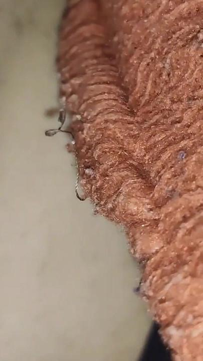 Stepbehna ne bola &quot;Aa ja mere blanket mein so ja&quot;, andar kuch nahi pehna tha – ne lund andar daal ke raat bhar chut faad di | Clip 2