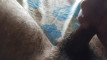 Previzualizare clip video