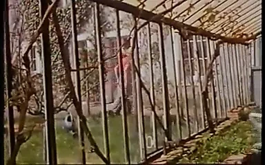 Privat Lektionen Anal (1987)