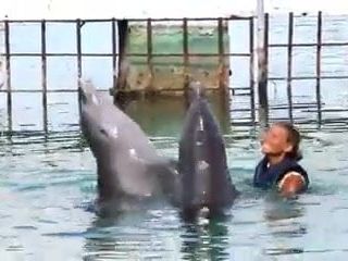 Дельфины