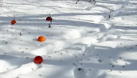 Karda külotsuz meyve topluyorum