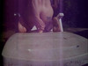 Pregled videozapisa