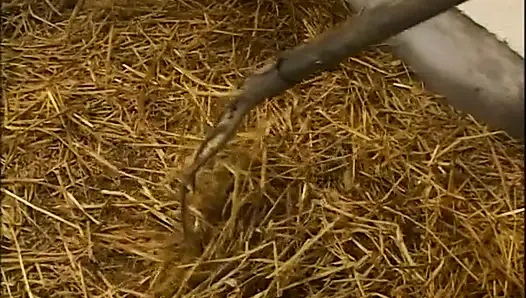 Толстую фермерку отшпилил в сарае возбужденный мужик