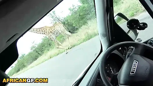 Horny Ebony GF Demands To Suck My Dick In The Middle of Safari Trip