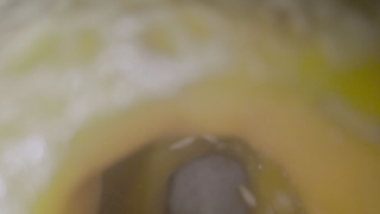Melon fuck