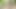 🌳4-legged exhibition in the forest, little tease in search of cocks. Cumslut P U B L I C [27Jun25] French Transvestite