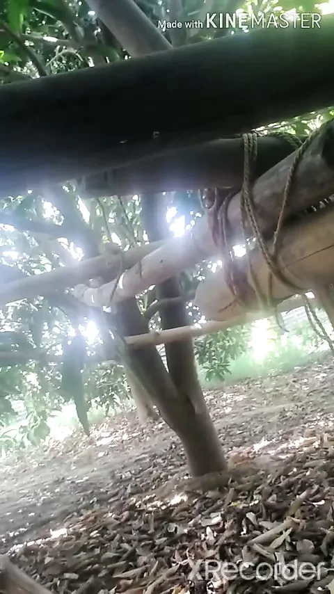 Amarud ki bagicha