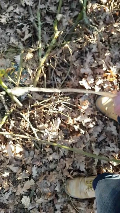 Im Wald Pinkeln