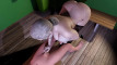 Pratinjau video