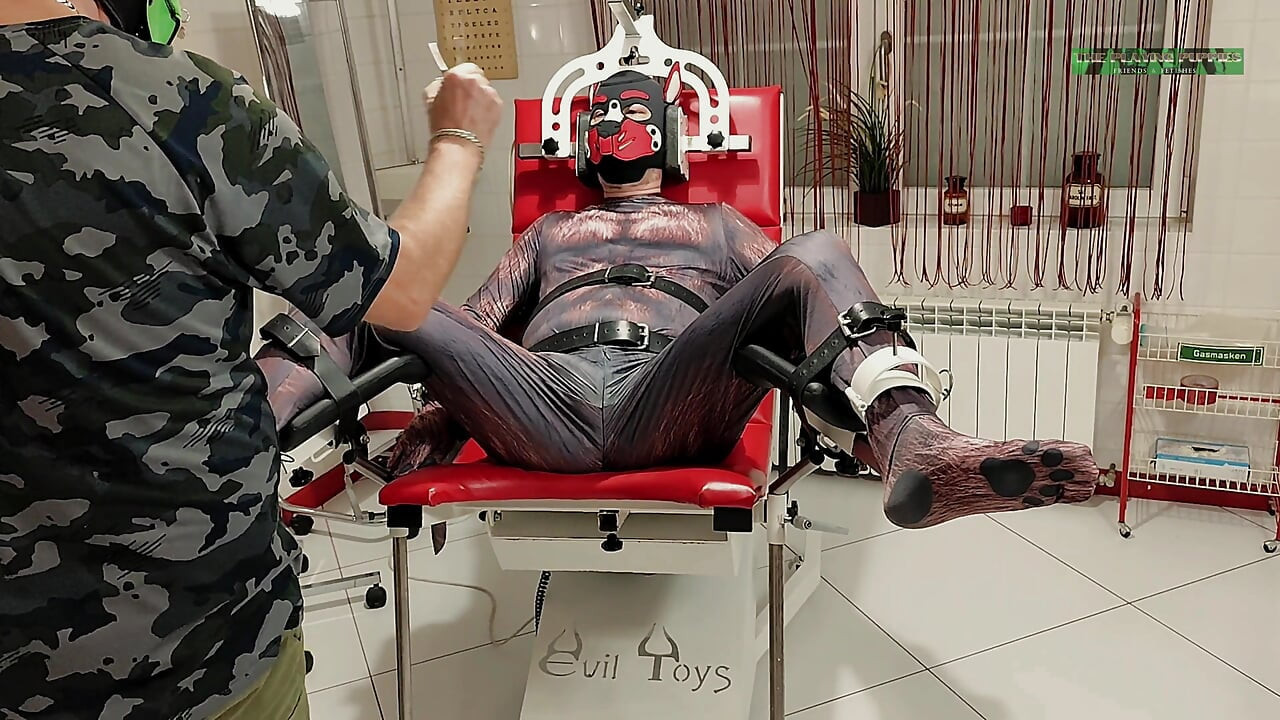 Playing Puppies the First Examination