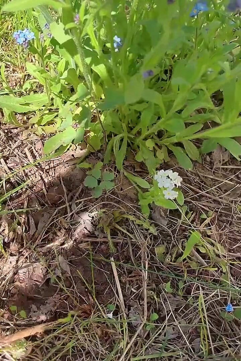 Pepek kencing untuk pokok bunga penjagaan