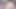 BBW Ass Shaking and Desperate Orgasms on Vibrator