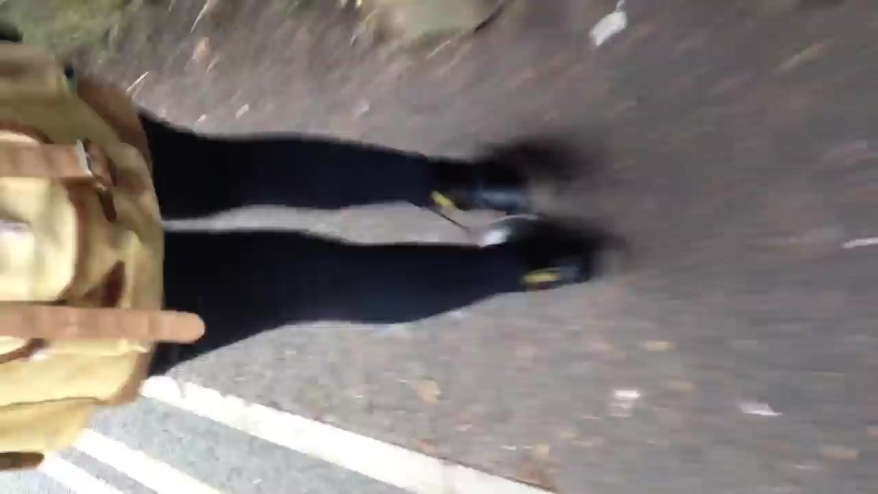 Public ass